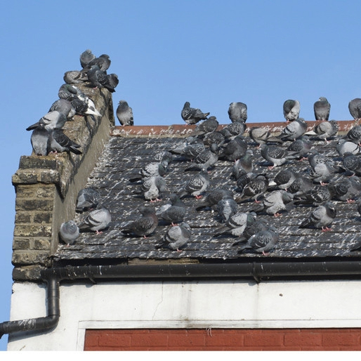 Régulation des nuisibles Pigeons