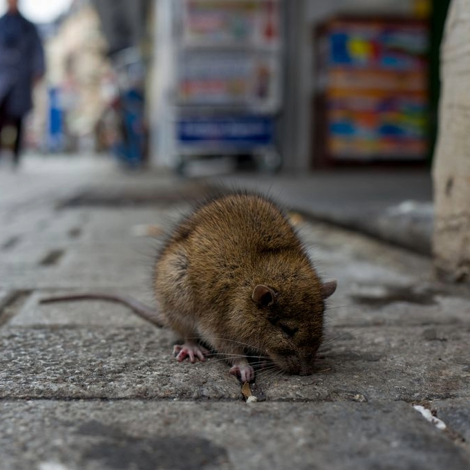 Régulation des nuisibles Rast